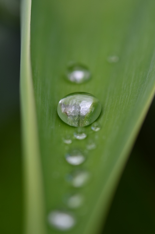2017-03 New Zealand/Auckland Botanic Garden/DSC_0048.JPG
